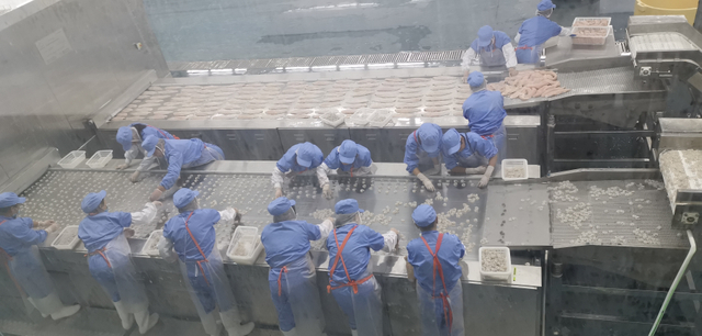 Congelador de túnel de banda sólida